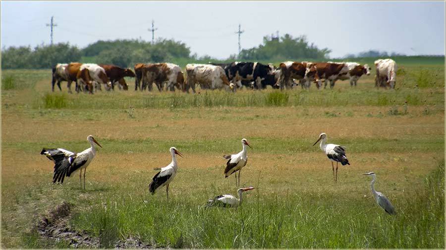 Flora i fauna..., pitoma i divija..., a uAtar !!!