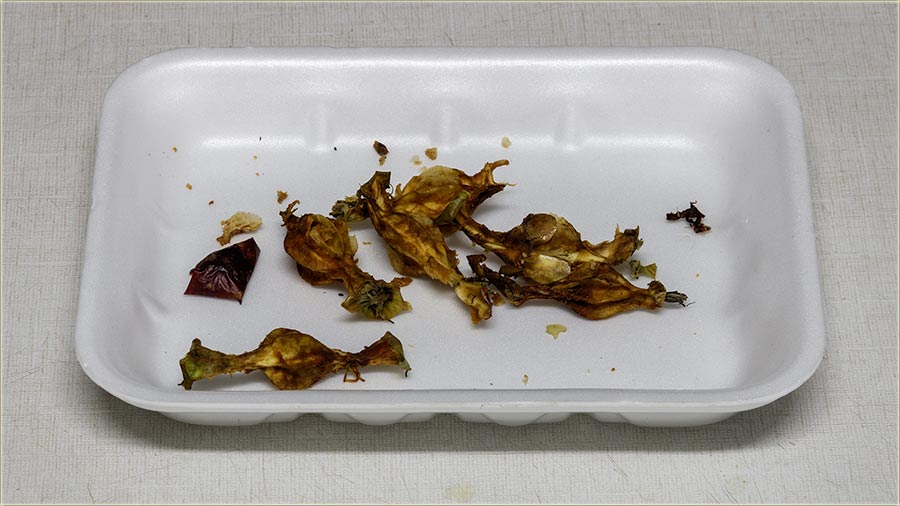 Jasmina - uvajte semena od jabuka !!!