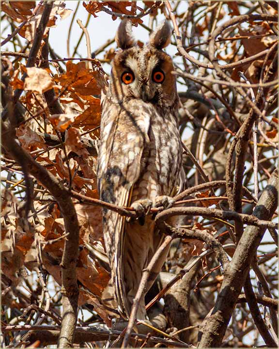A mislijo sam..., da i neću viditi ove godine !!!