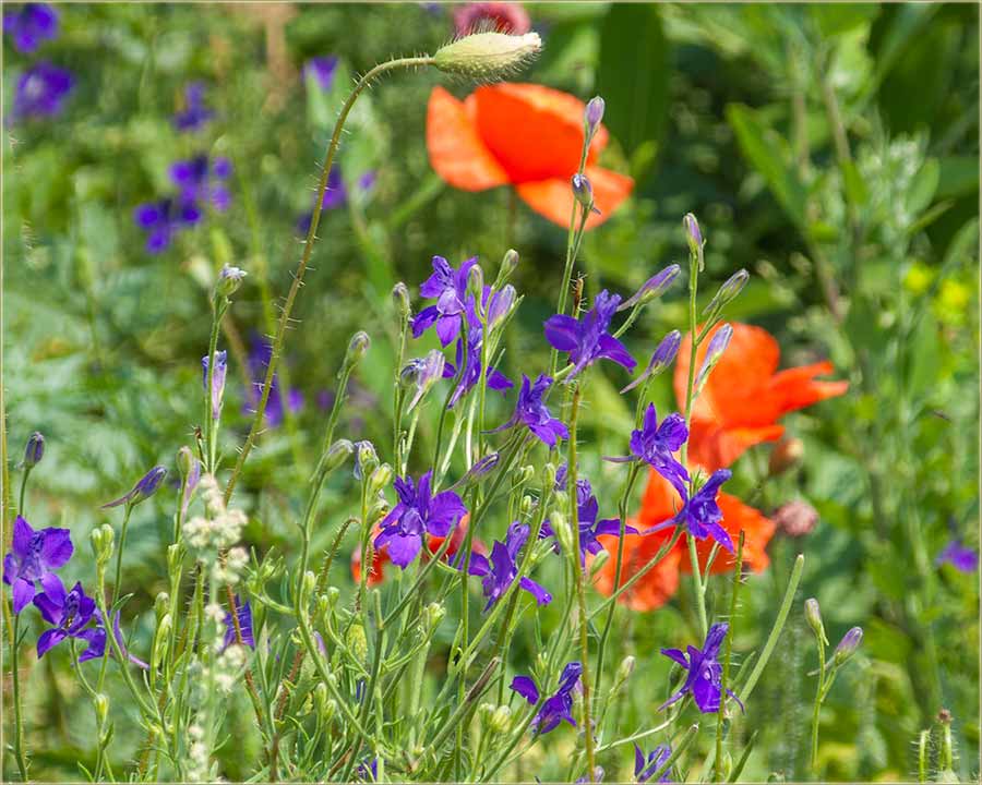 Sreno, novo leto Gospodnje, 2024-te !!!