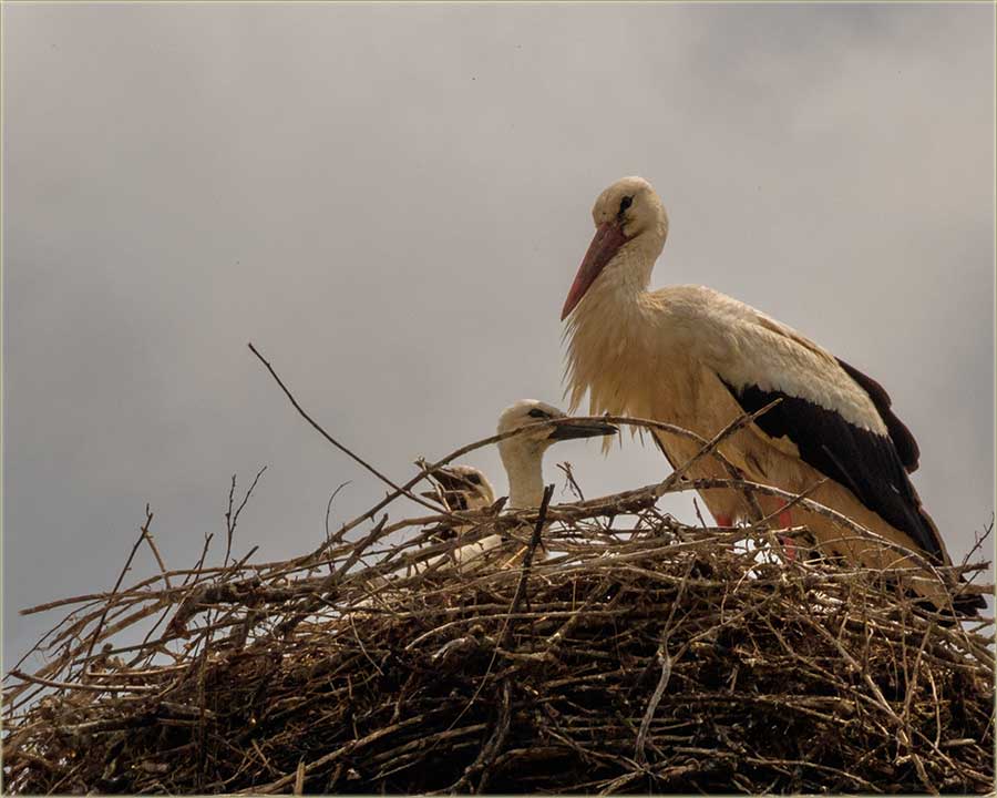 Izlegnuli su se mâli rodčići !!!