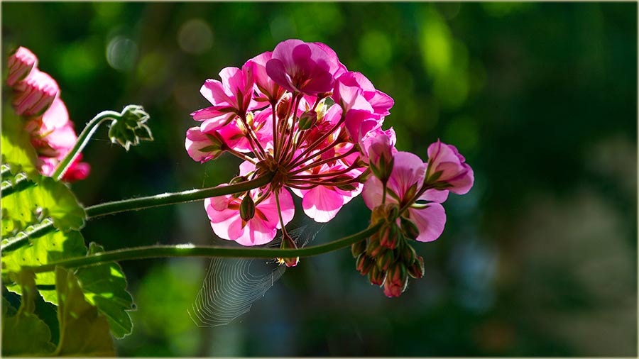 Mukaklja na jutarnjo Cûnce...