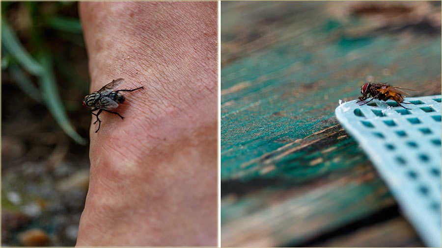 Va ntzornik NM sajita, protivu mûva !!!