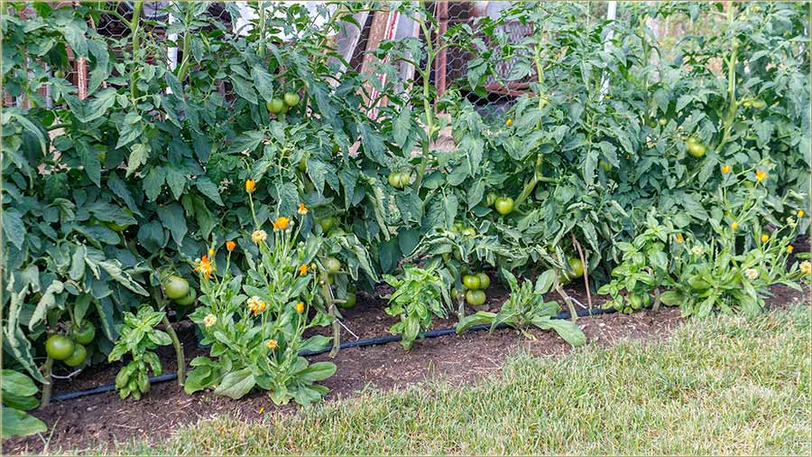 Paradajz je poo da beli, pa e da crveni !!!