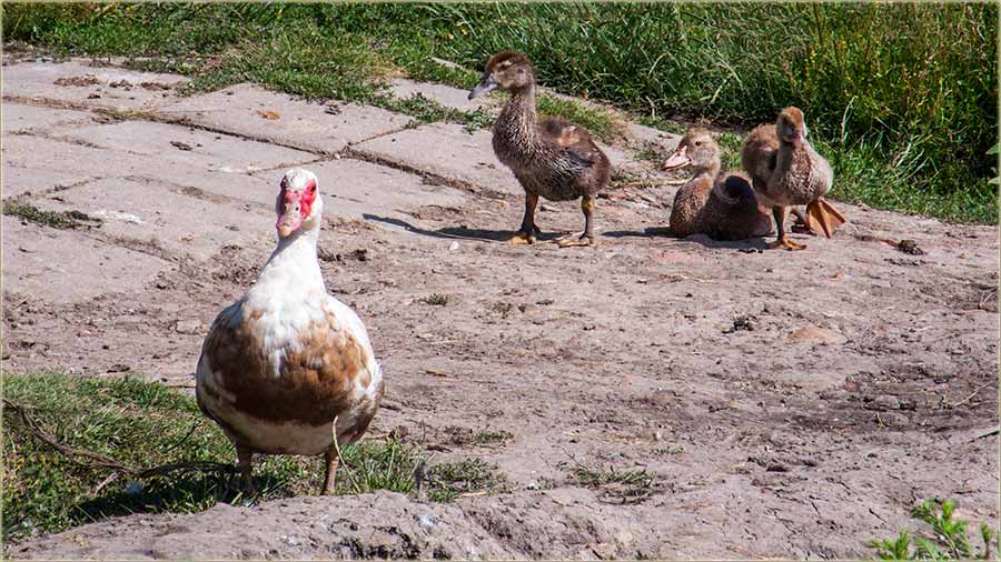 Ej sliker..., idi dalje od moji paia !!!