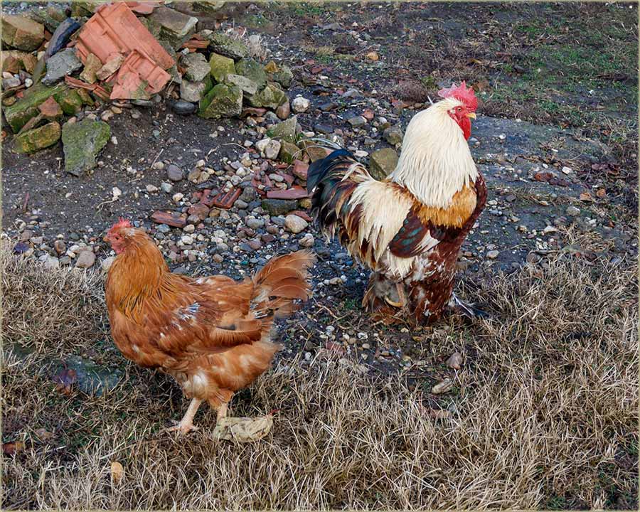 Nemam oi da ga vidim !!!