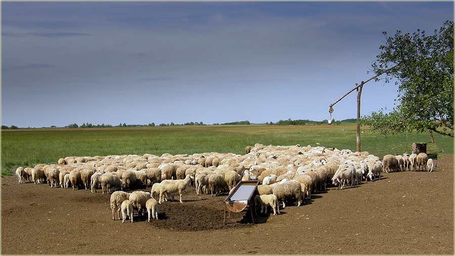 Jednu, prvu, banatcku molim !!!