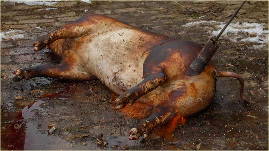 Sve e to domaica ispraviti !!!