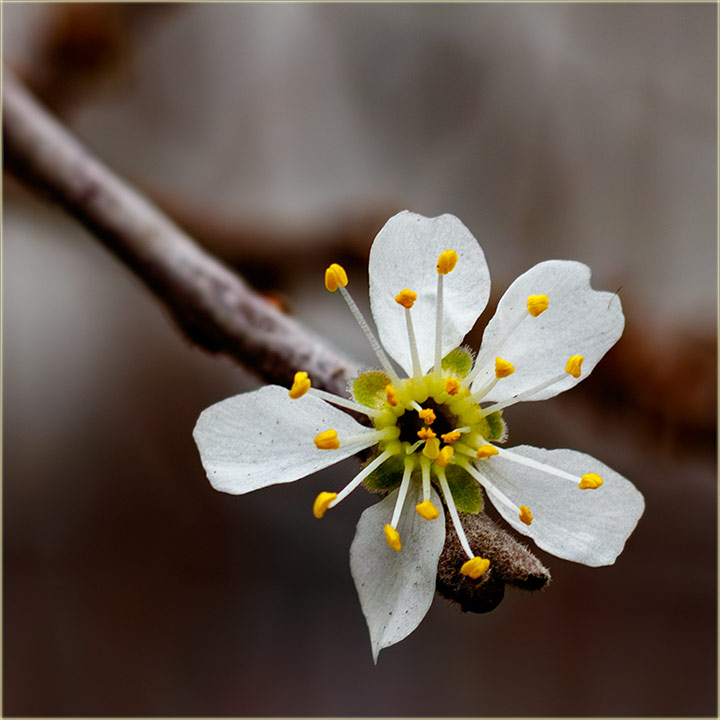 Prvi znakovi prolea ?!?