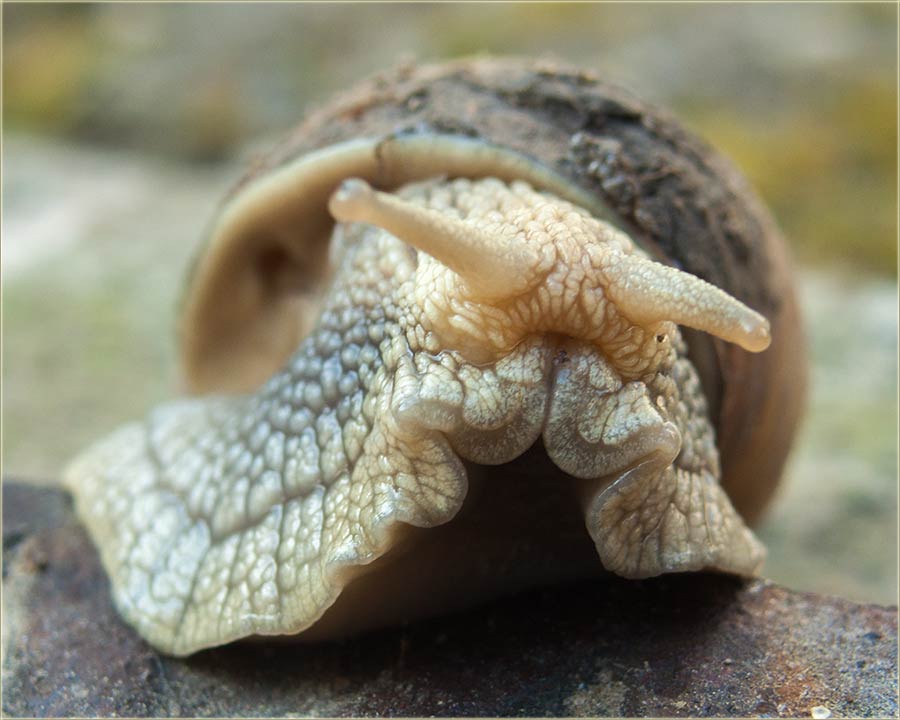 Pûaj pûo rogove !!!