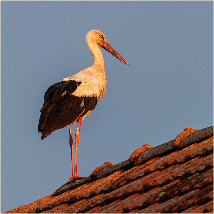 Roda na zalazak Cûnca...