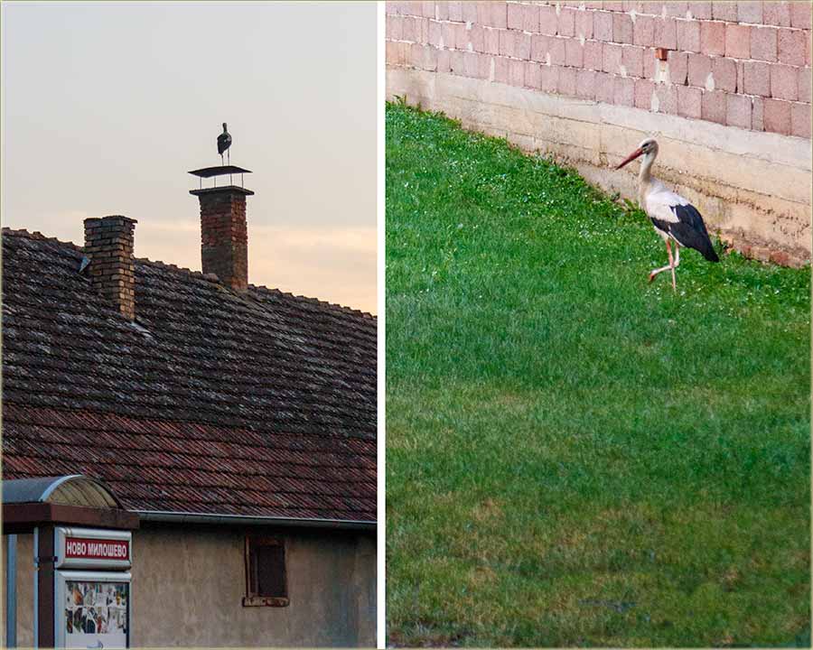 Rodii su krenili iz gnjzda !!!