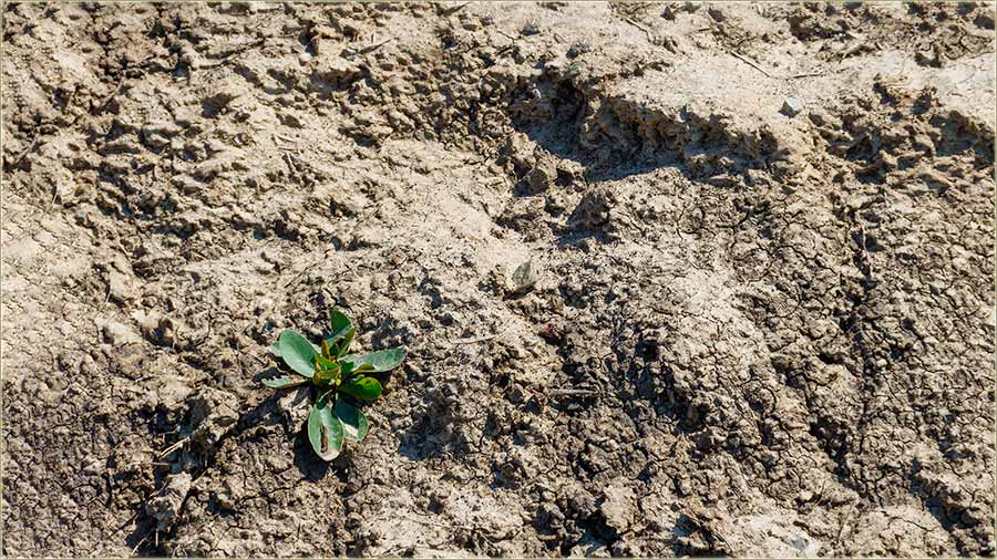 To je t..., banatcka slatina...