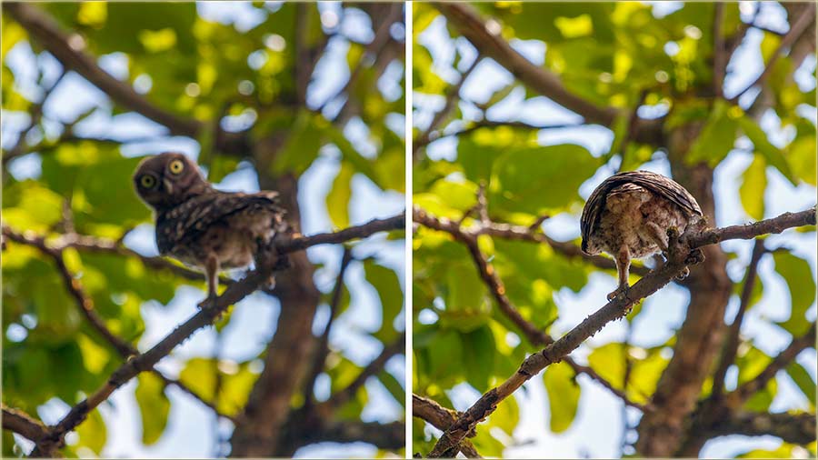 Sovac se zdravo, jko obrezObrazijo !!!