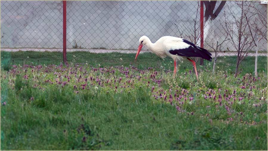 Draganeee, Draganeee..., roda nam je uBau !!!