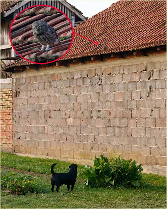 Švrća i Sôvac se baš i neŽividu dobro !!!