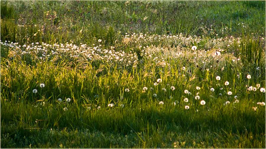 Lepa trava..., al uvajte se krpelja !!!