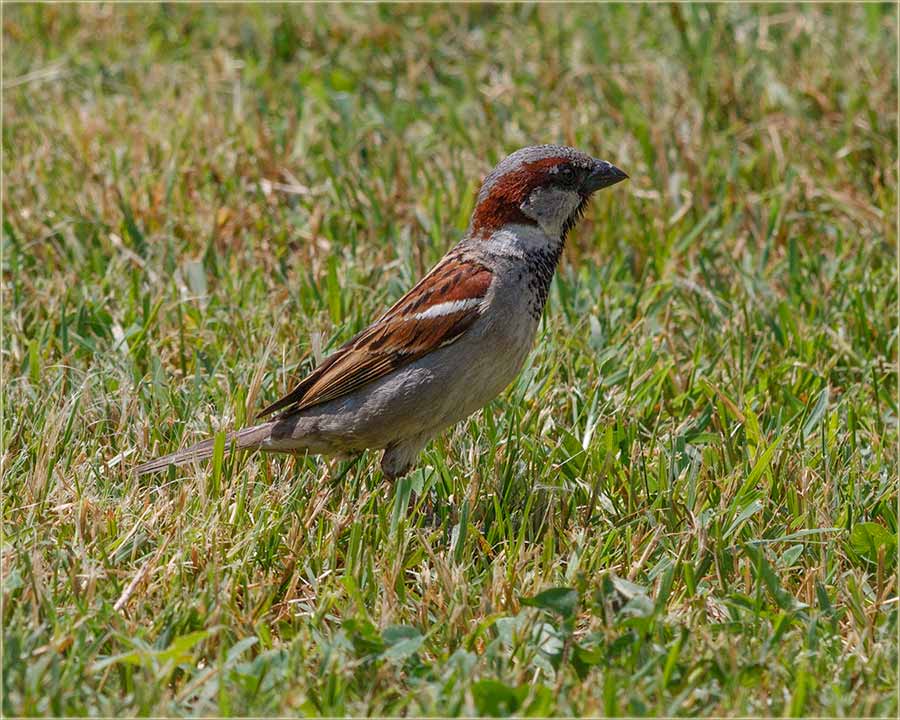 Ako Vi varoani nemate..., mi i imamo !!!