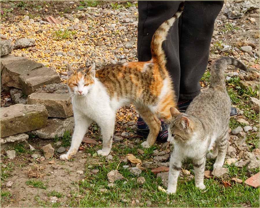 Stalno se primeemo priko maaka !!!