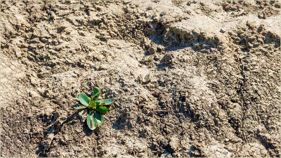 I na banatcku slatinu, nešto nikne !!!