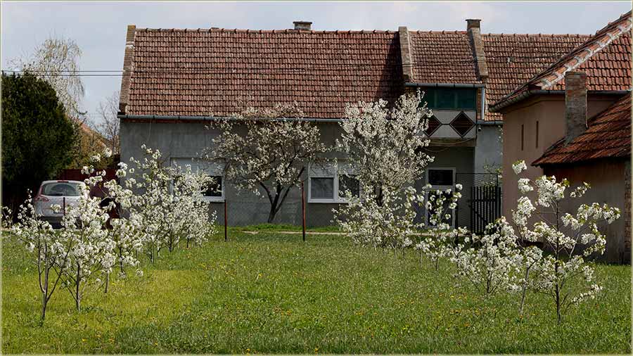 Ovi dna i bae i vonjaci nam cvetadu !!!