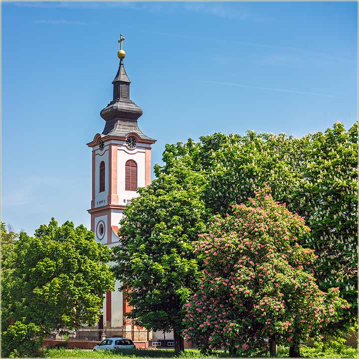 Divije kestenje u center Beodre, meseca maja !!!