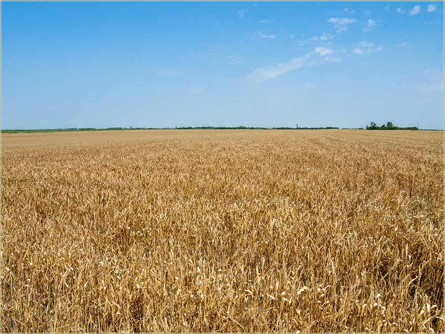 NeBrinte..., biće leba..., zaSad...