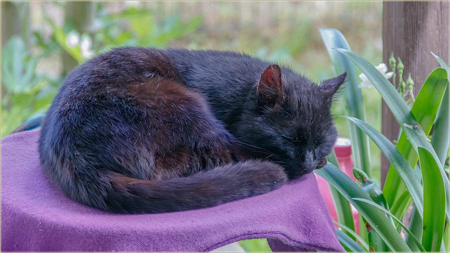 Crn Gruja se opet poTûko !!!