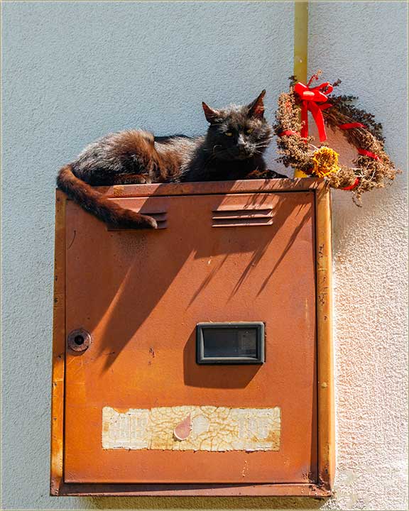 E čuda njegovog..., pa gle di je Crn Gruja !?!