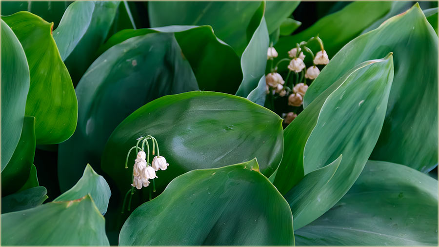 Đurđevak, a na Đurđevdan..., ove godine...