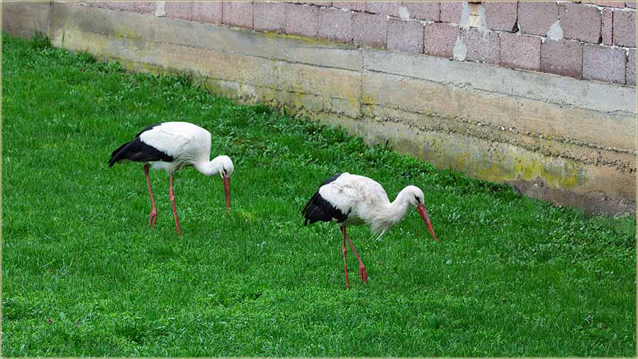 Ne jedna, neg dve domaće rode, u moju avliju !!!