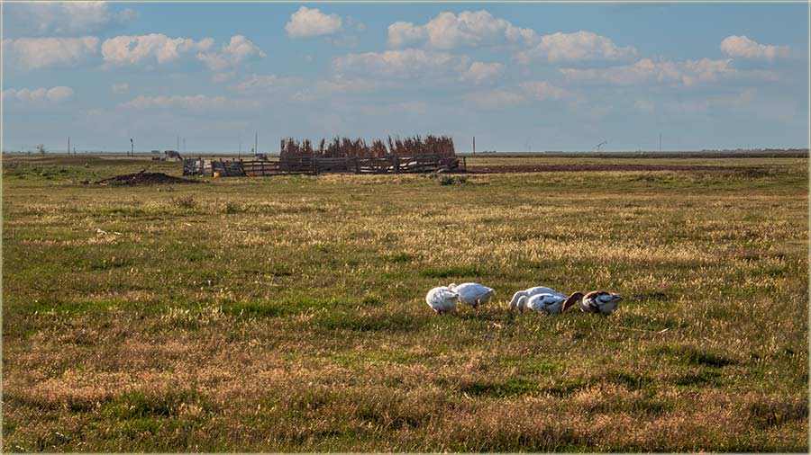 Di je evedra, tu ima i ivine !!!