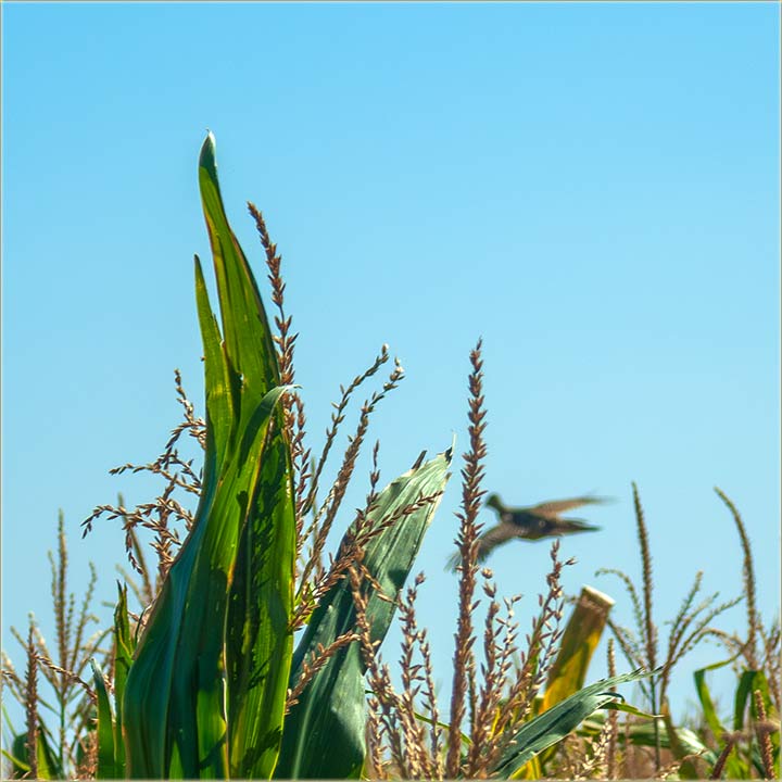 Ala me je i zdravo, jko poPlaijo ovaj fazan !!!