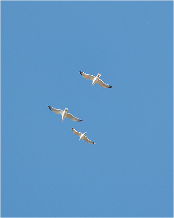 Sve je vie galebova..., vraa nam se mre ?!?