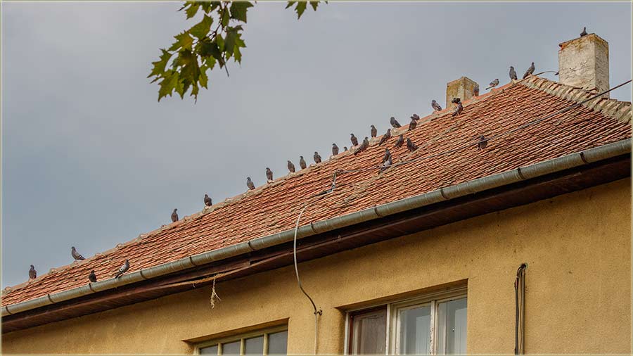 Di pijedu vode, miloevaki golubovi ?