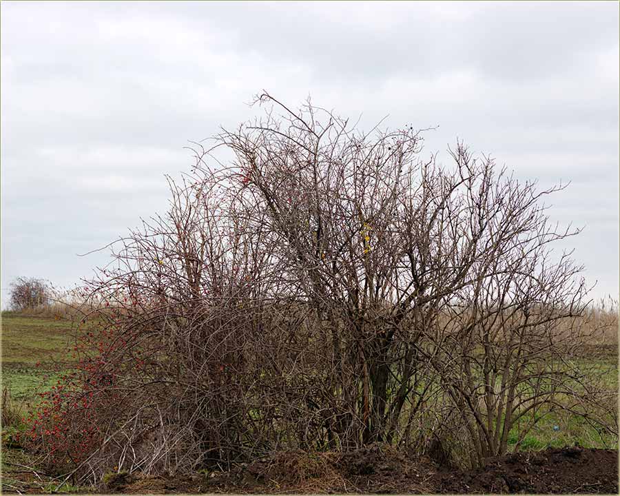 Od 1 - 24.12.2004-te, do 7671 - 24.12.2025-te !!!