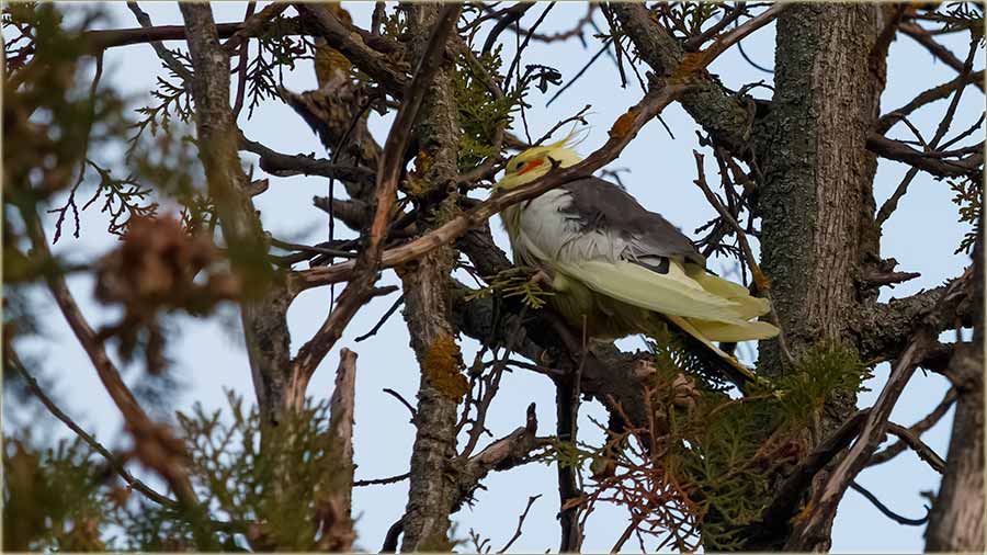 Ako je nekom uteko papagaj !!!