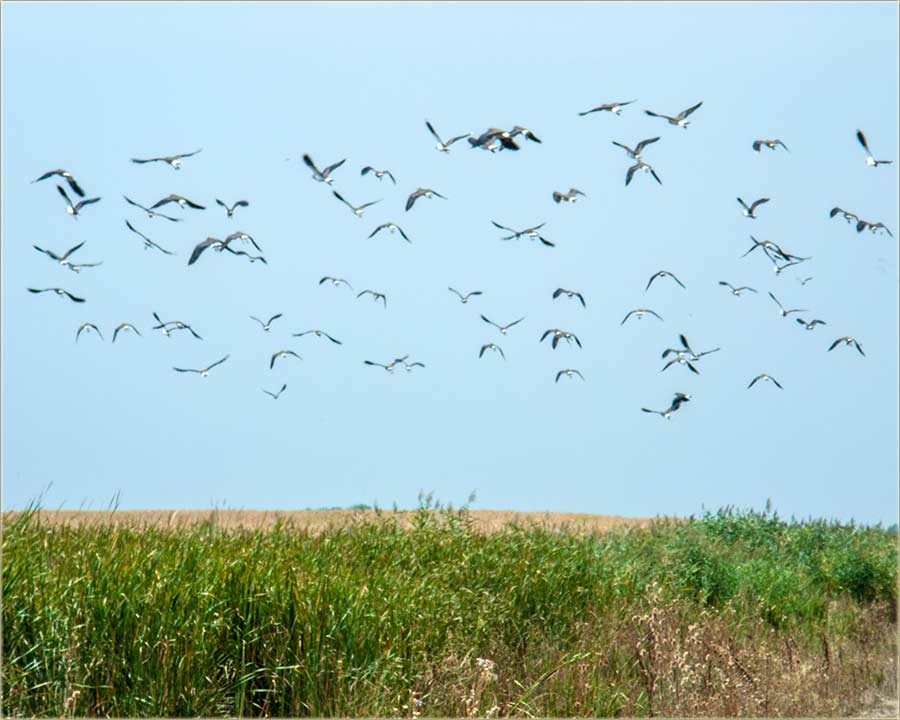 Jato panonski galebva ?!?