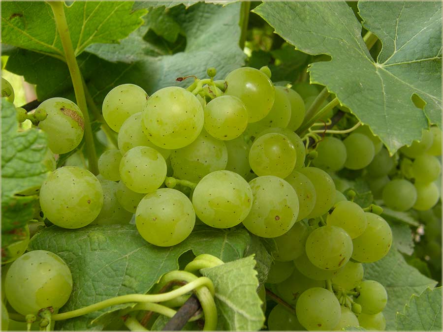 Počo je da zrî, julski muskat !!!