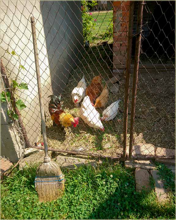 Ko kae, da neMo dva jata kokoaka ?!?