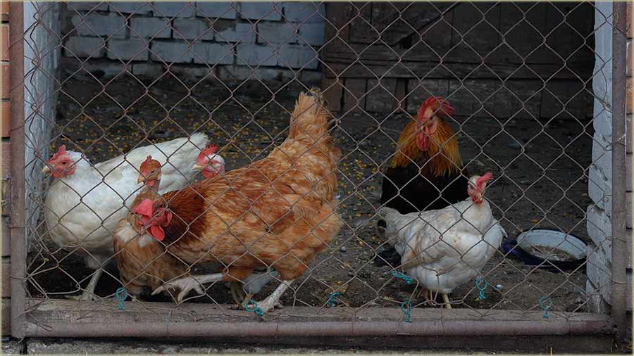 Ajde gazda..., pûaj ve jedared !!!