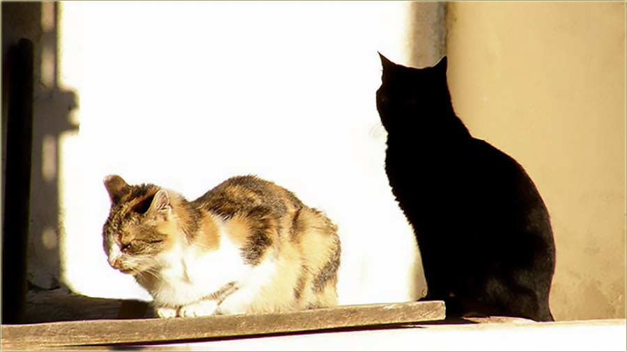 Upozoravam make i mkove - kraj je februvara !!!