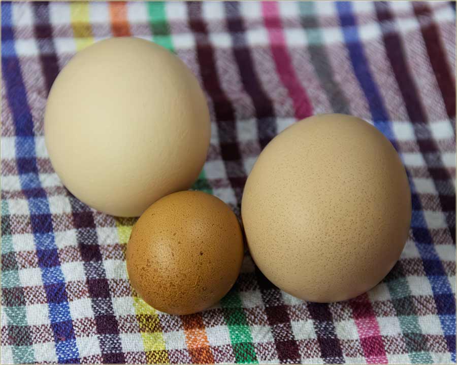 Dva kokošija i jedno kukuvičijo jaje ?1?