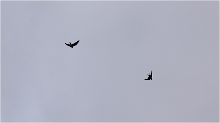 Stigle su nam lasteee !!!