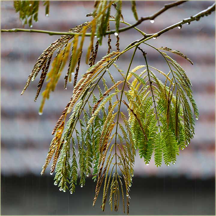 Kako se kaže, kad cêli dân, pada kiša ?