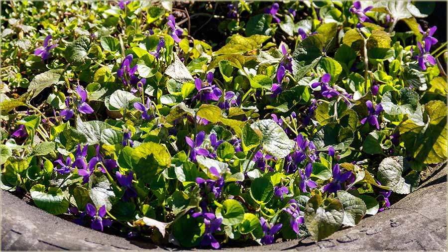 Proleće, a brez ljubičîca..., ta di to ima ?!?