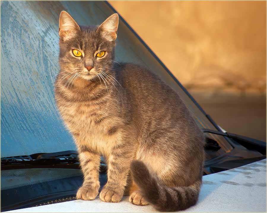 Što se mačaka tiče - zâtišje prid ludilo !!!