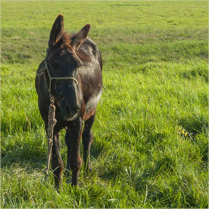 Samo nam još edan magarac fáli !!!