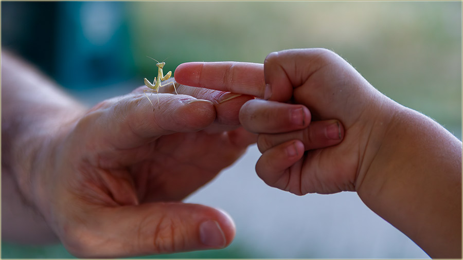 Ove godine..., bogomoljki naSve strane !!!