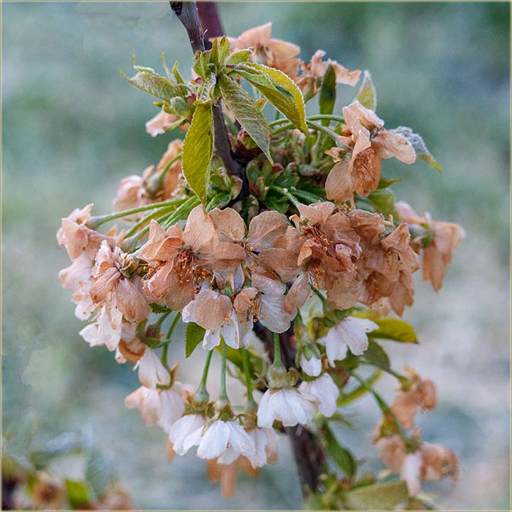 Loe vesti iz Novog Miloeva...